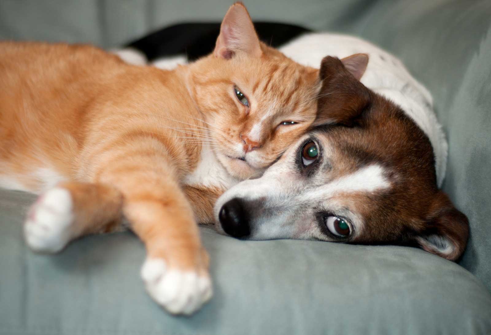 Yadkin Valley Pet Funeral Services