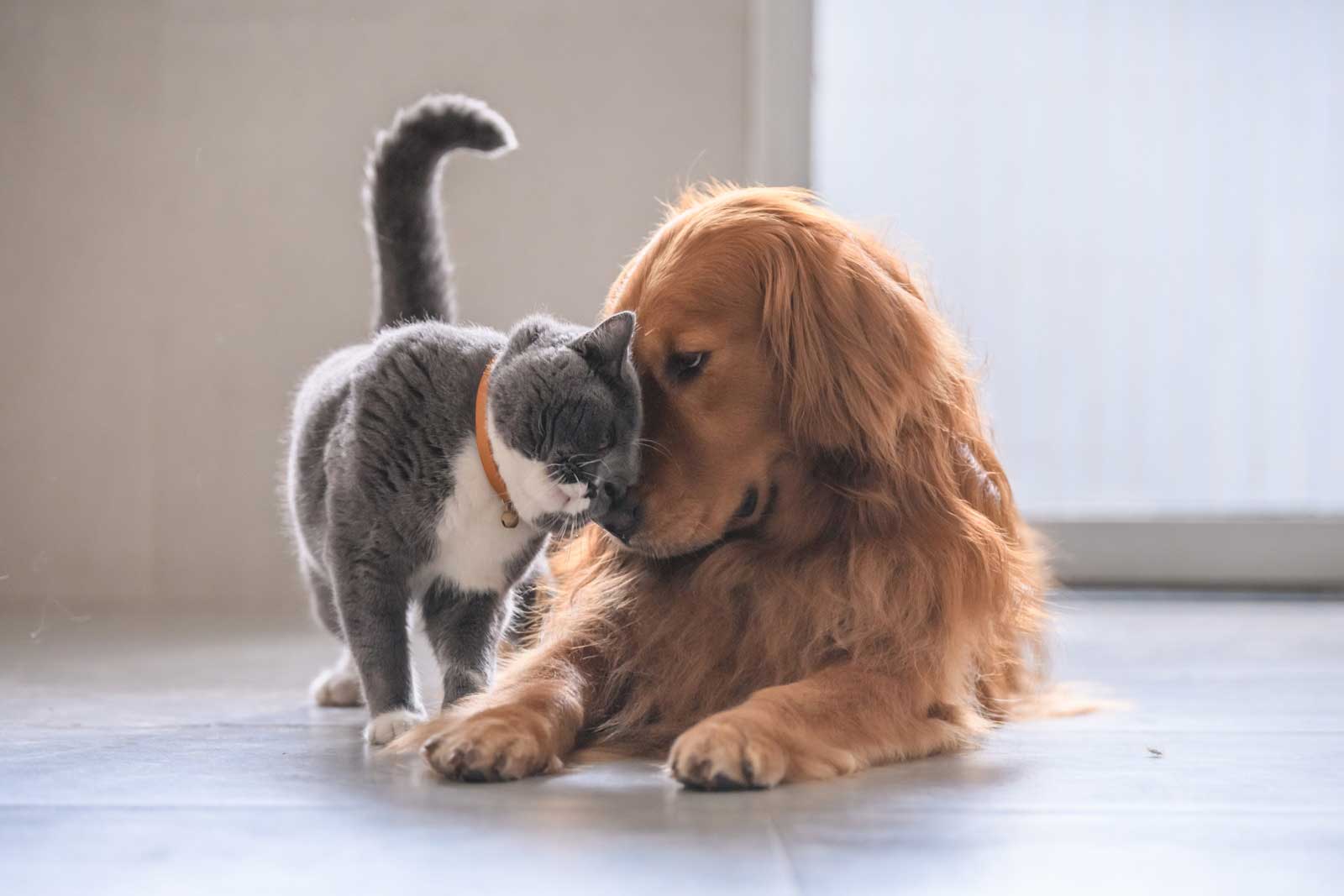 Yadkin Valley Pet Funeral Services